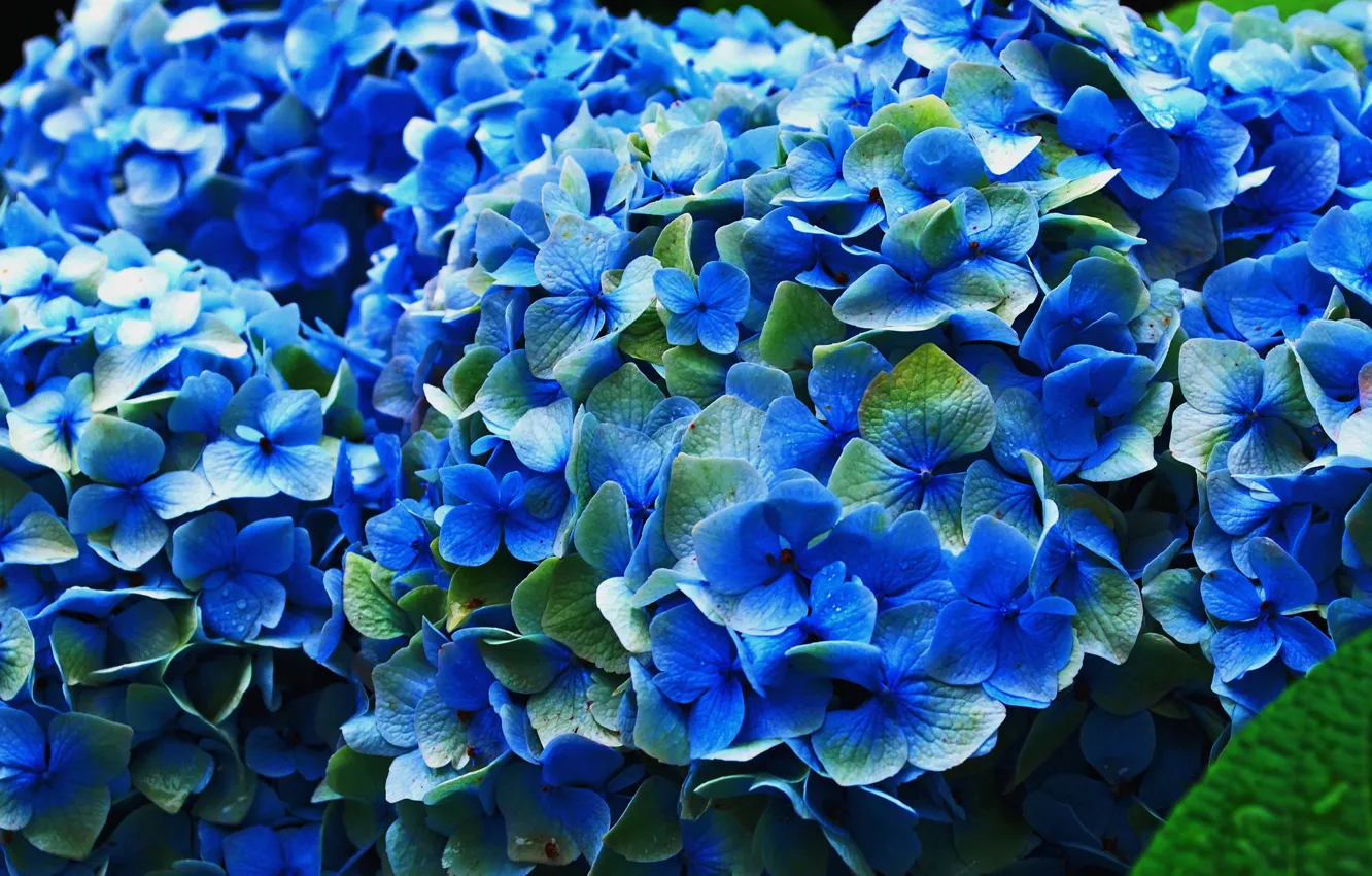 Фото обои цветы, лепестки, цветение, голубая, соцветия, гортензия
