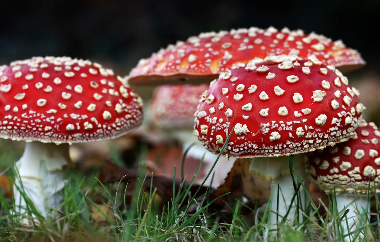 Фото обои осень, крупный план, природа, грибы, мухоморы, красные, семейка