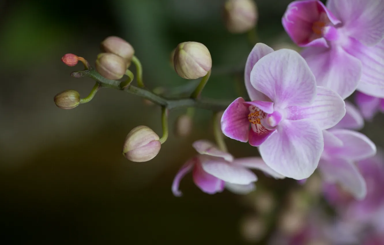 Фото обои розовая, лепестки, бутоны, орхидея