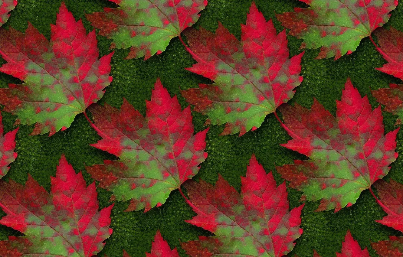 Фото обои осень, лист, фон, текстура, клён