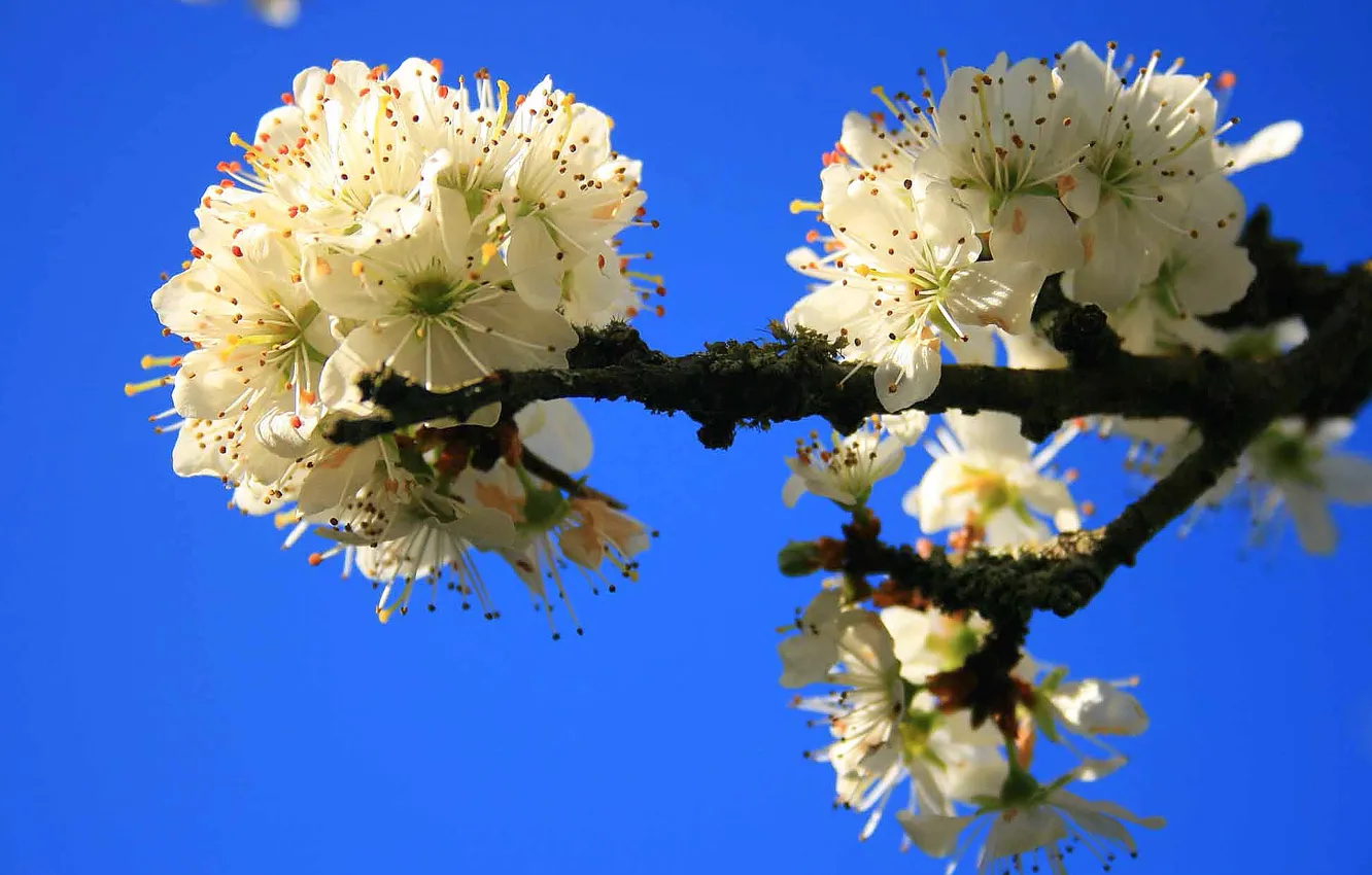 Фото обои небо, цветы, дерево, весна, сад