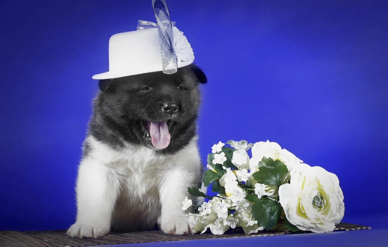 Фото обои цветы, щенок, шляпка