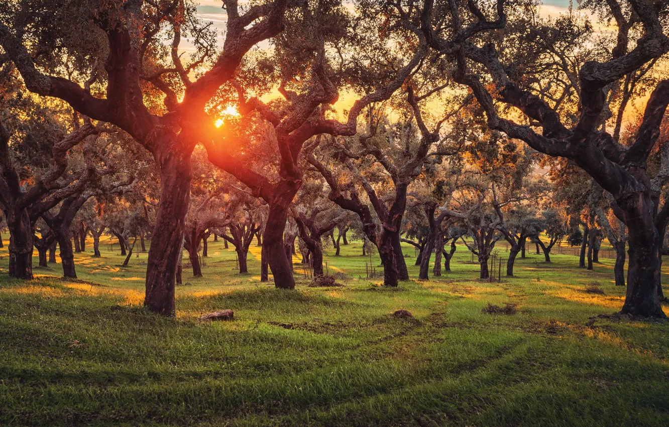 Фото обои trees, sunset, portugal, oaks, cork, plantage