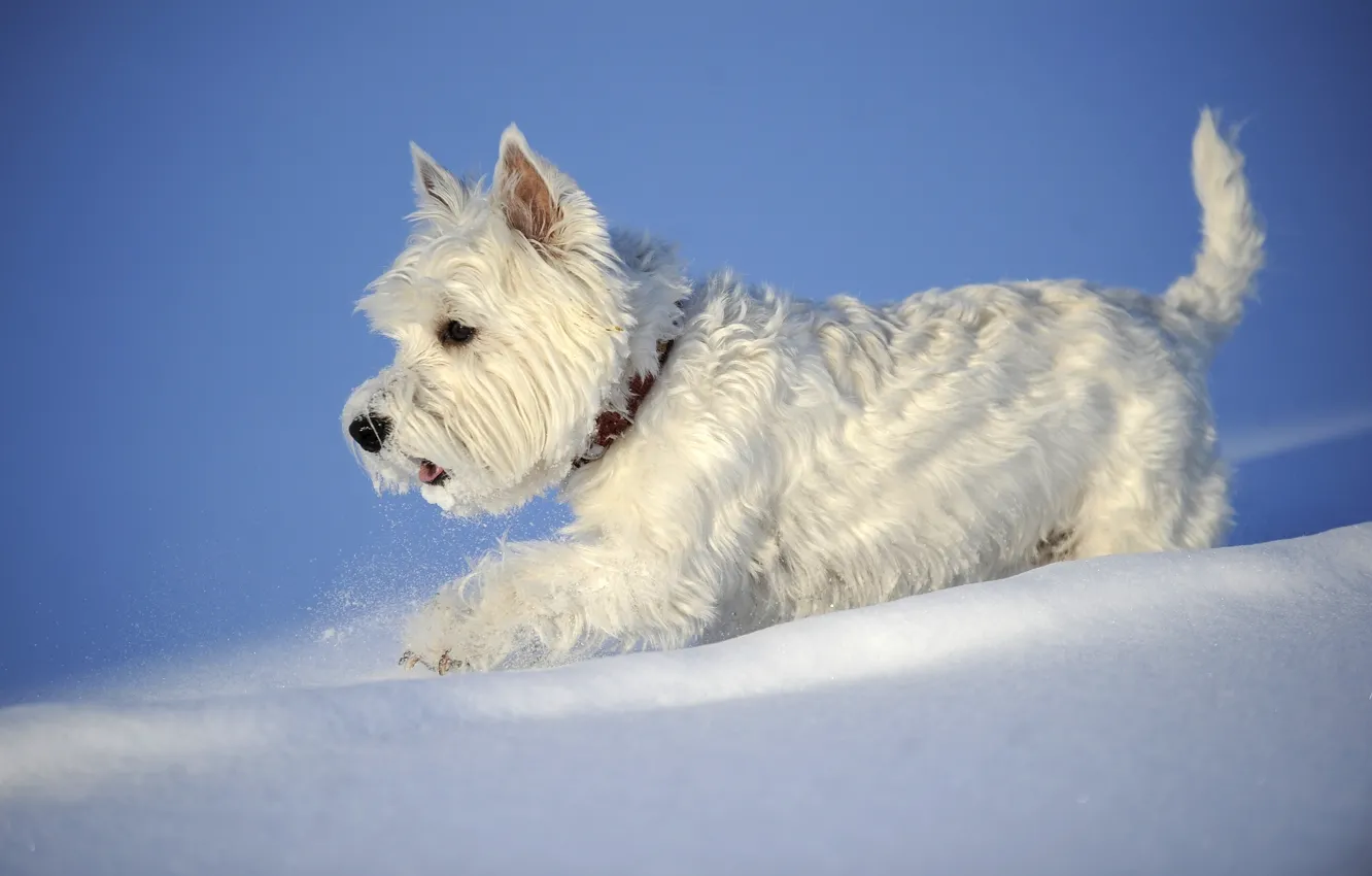 Фото обои зима, снег, собака, Вест-хайленд-уайт-терьер