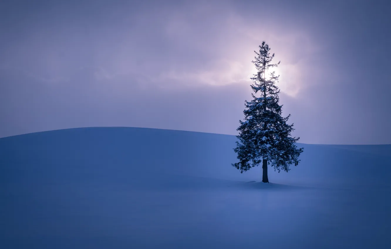 Фото обои поле, небо, солнце, облака, снег, дерево, Зима