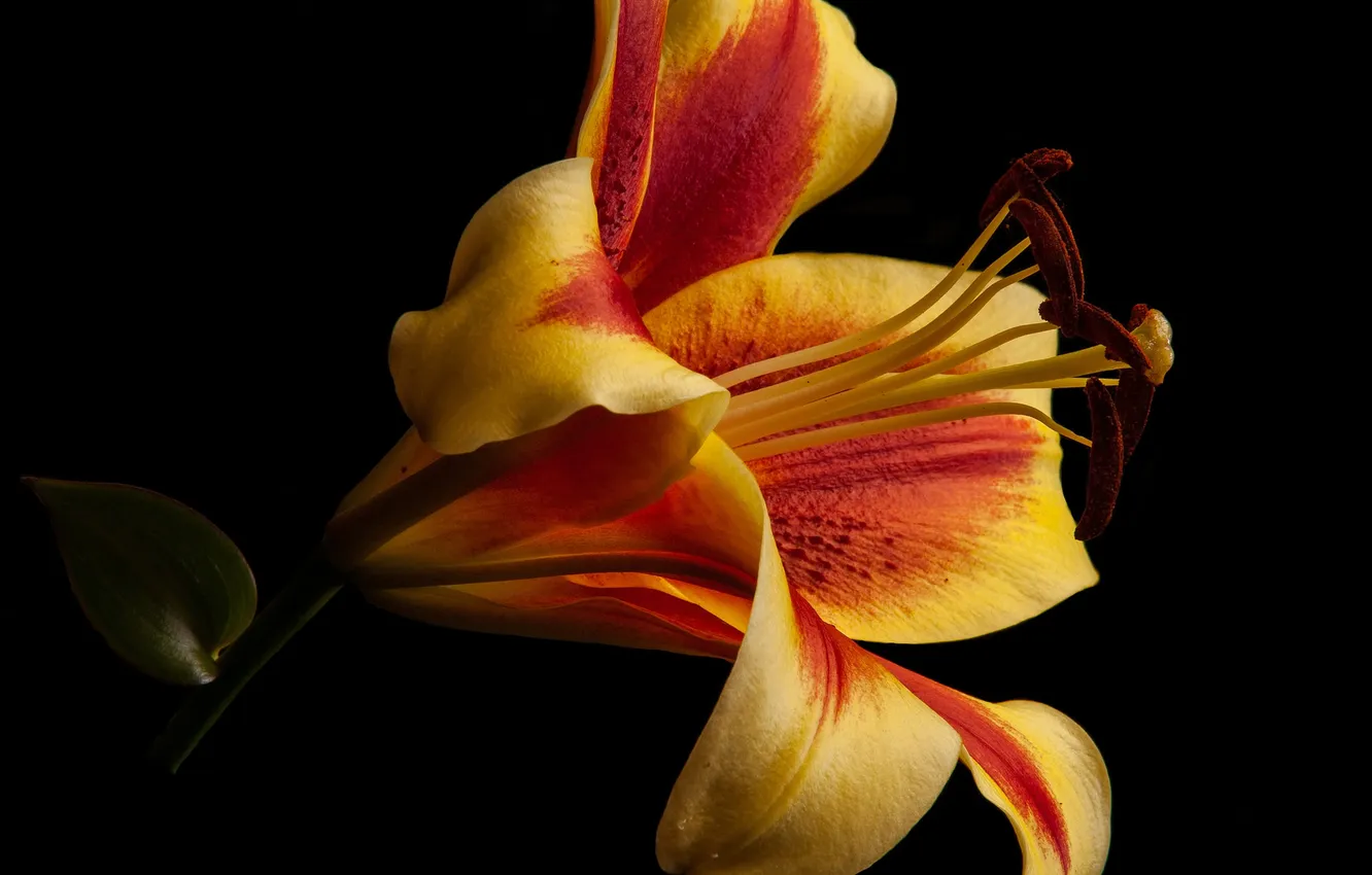 Фото обои цветок, фон, лилия, лепестки
