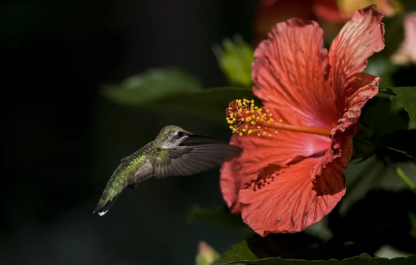 Фото обои цветок, макро, птица, колибри, гибискус