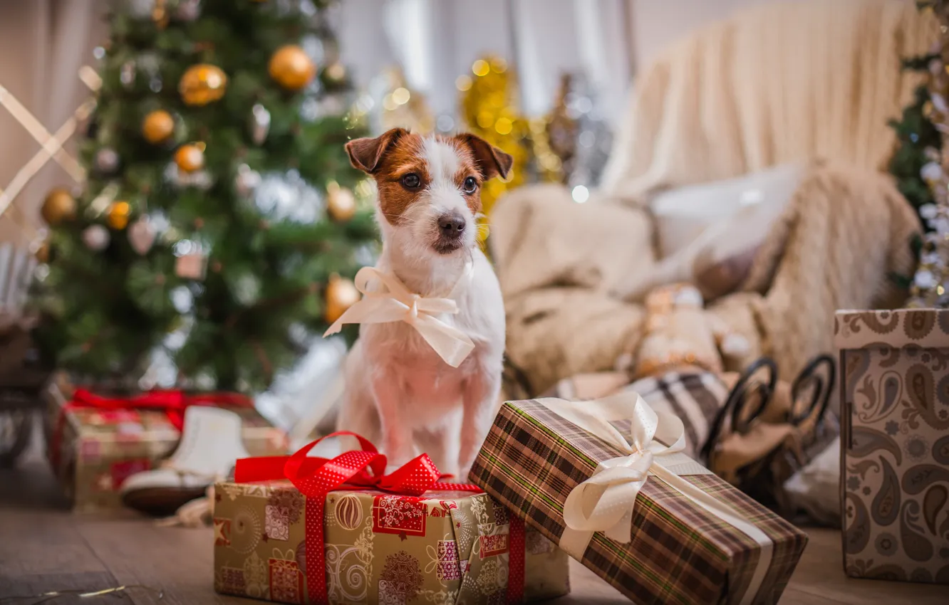 Фото обои елка, собака, Новый Год, Рождество, подарки, Christmas, dog, 2018