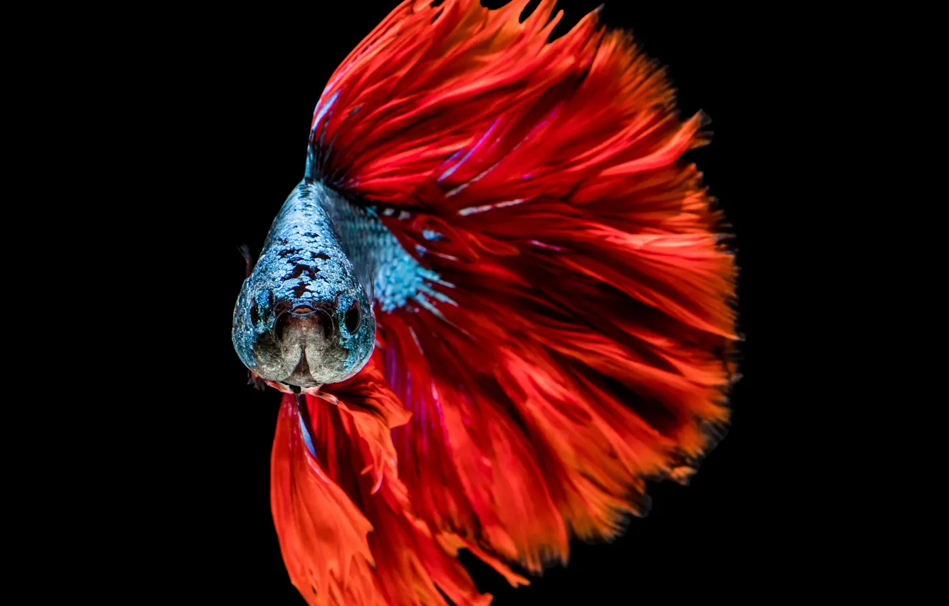 Фото обои colors, red, blue, fish, head