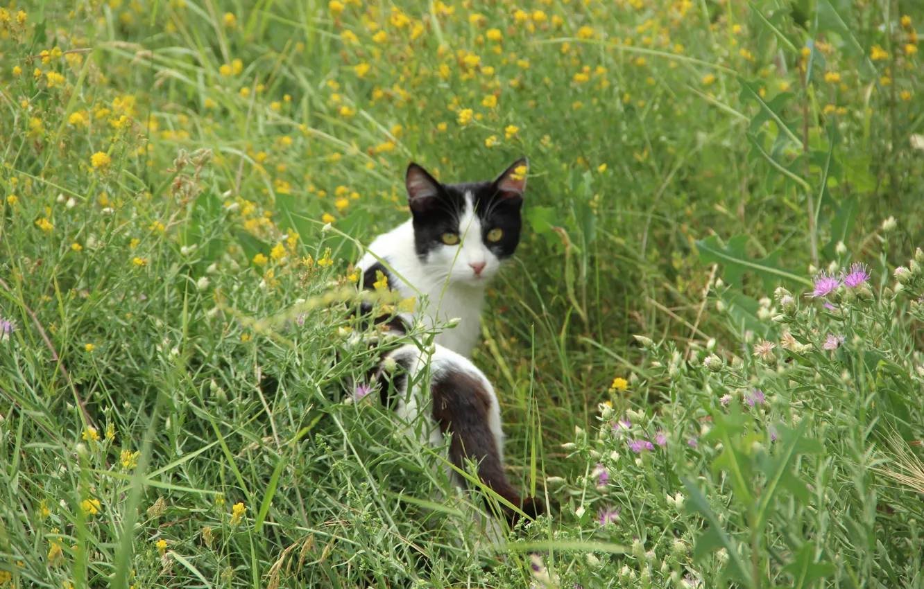 Фото обои лето, кот, цветы, травы, разнотравье