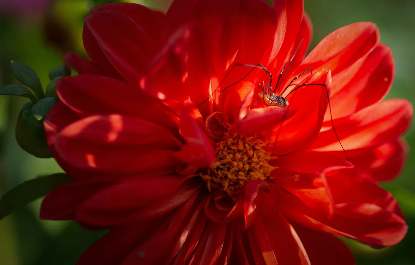Фото обои цветок, красный, паук