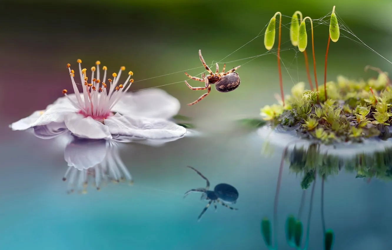 Фото обои цветок, макро, природа, ростки, мох, паучок, Roberto Aldrovandi