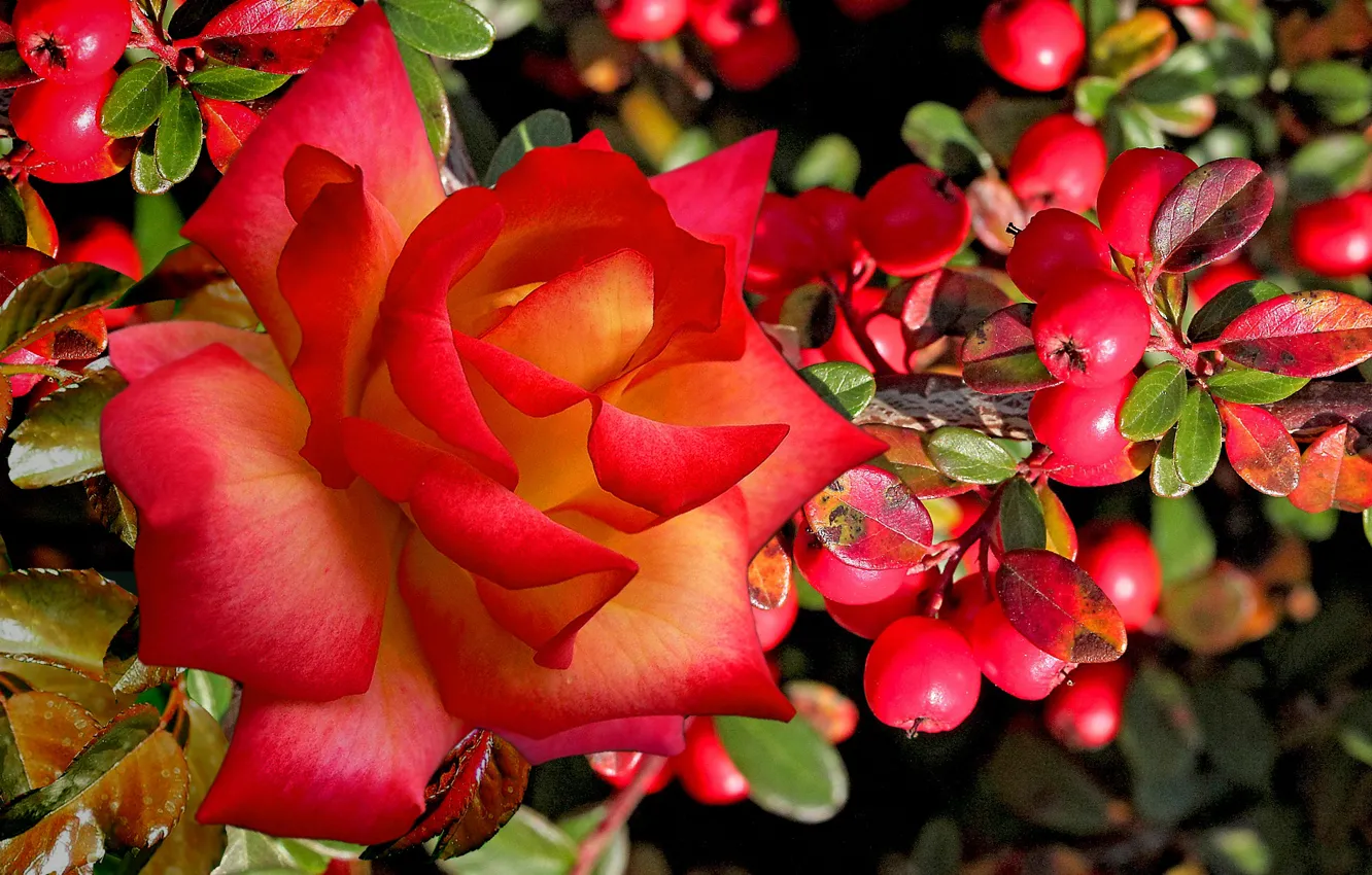 Фото обои осень, ягоды, красота, Роза алая