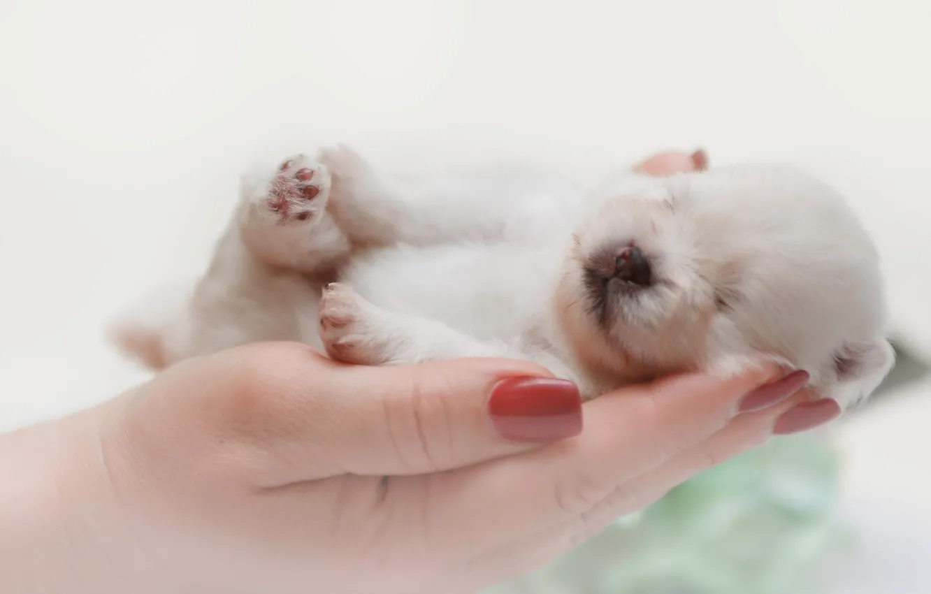 Фото обои собака, руки, малыш, спит, щенок, шпиц