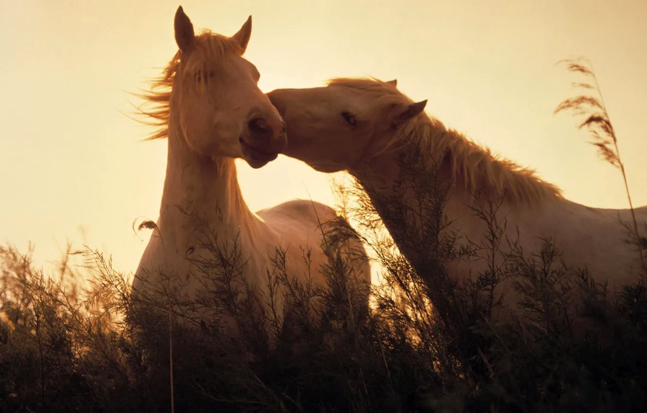 Фото обои трава, свет, кони, лошади, light, grass, Животные, animals