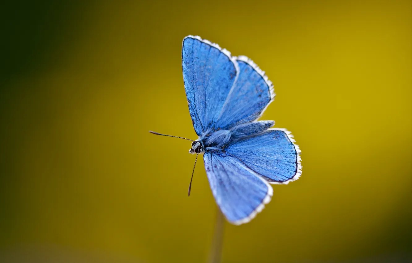 Фото обои бабочки, синий, крылья, стебель, усики, blue, wings, butterfly