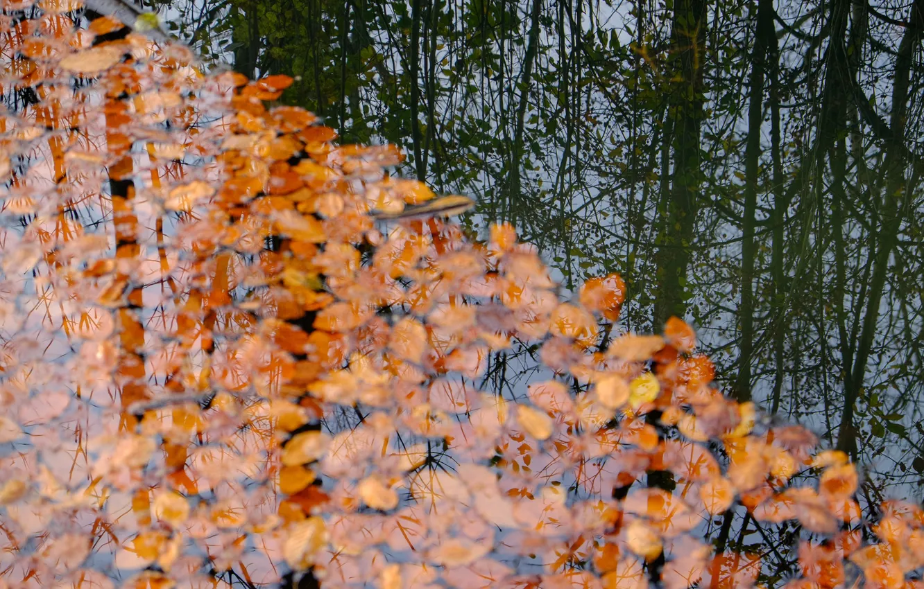 Фото обои осень, листья, река