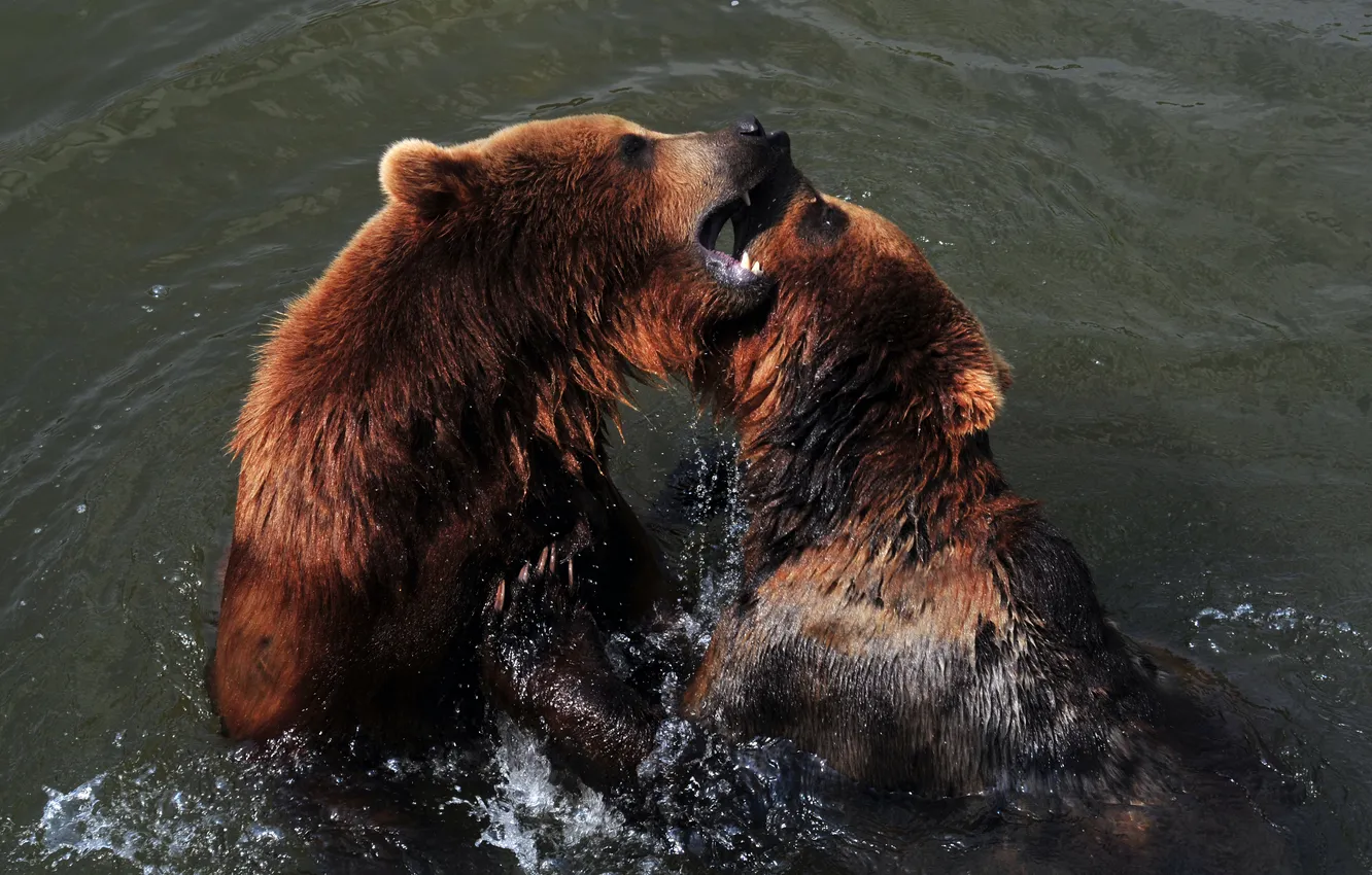 Фото обои игра, медведь, купание, пара, водоём