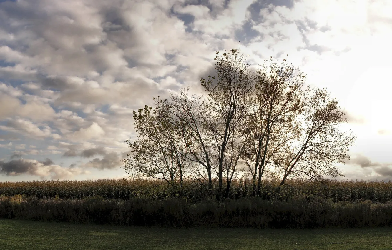 Фото обои небо, трава, деревья