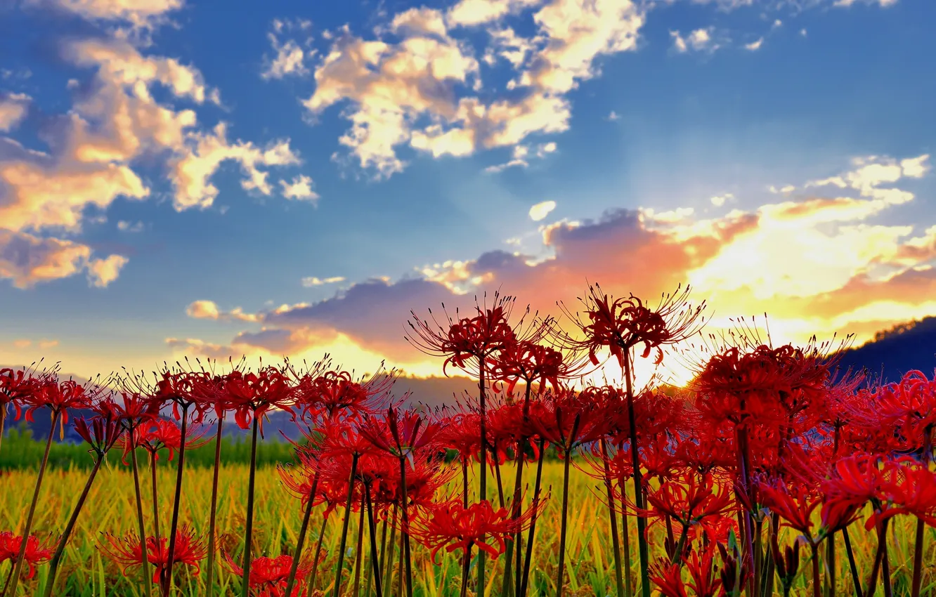 Фото обои поле, небо, облака, цветы, природа