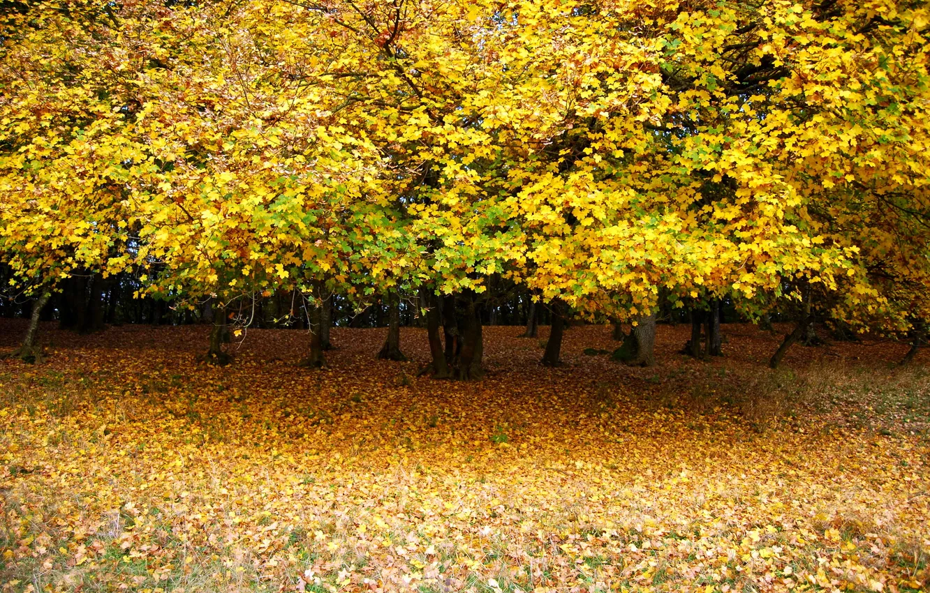 Фото обои осень, листья, деревья, парк, поляна, желтые