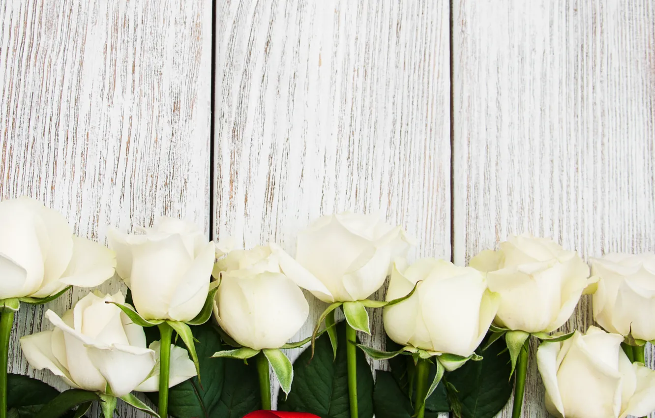 Фото обои розы, лента, белые, бутоны, Olena Rudo