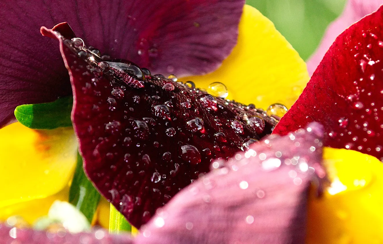Фото обои капли, макро, Цветы, colors, лепестки, flowers, macro, drops