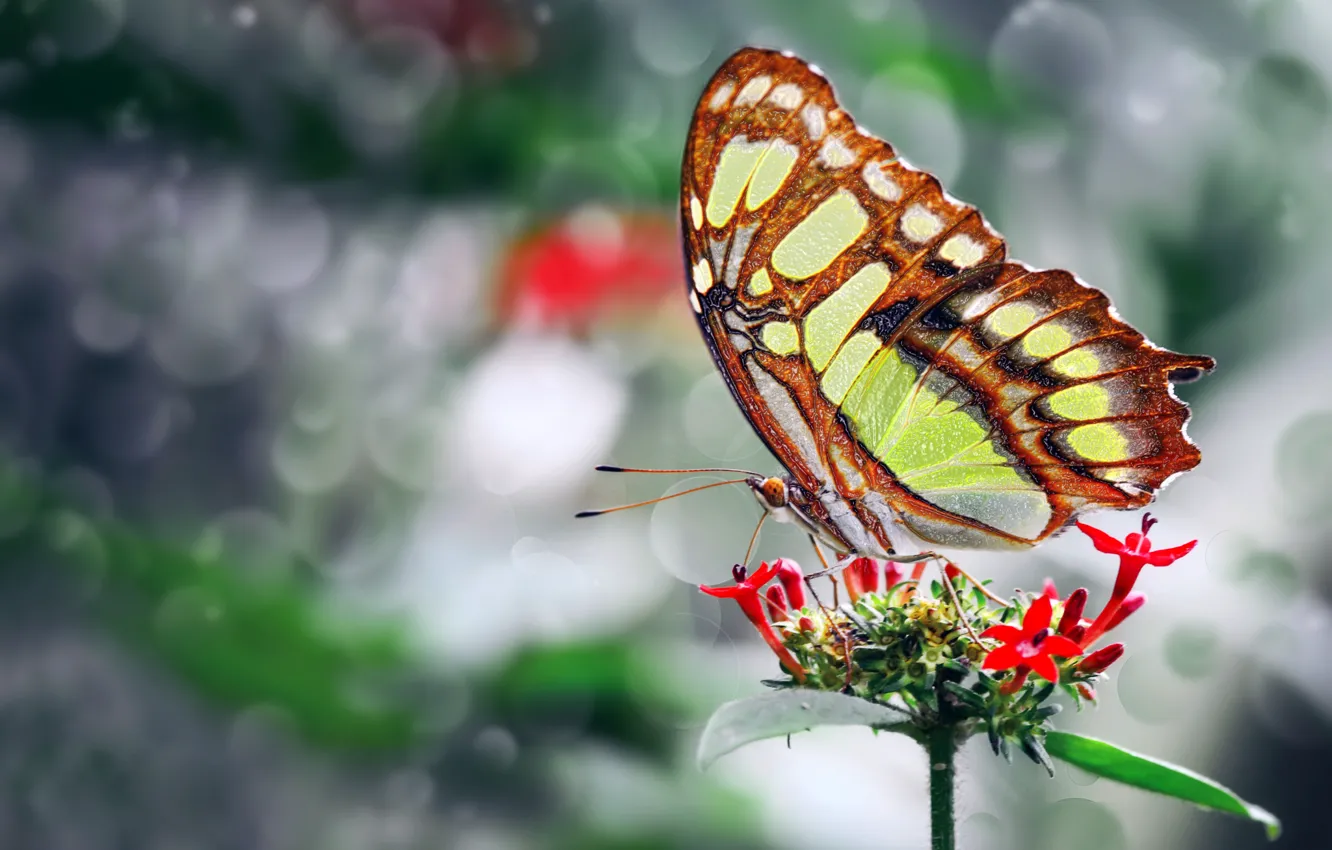 Фото обои цветок, фото, бабочка, крылья, красивая, Mustafa Ozturk