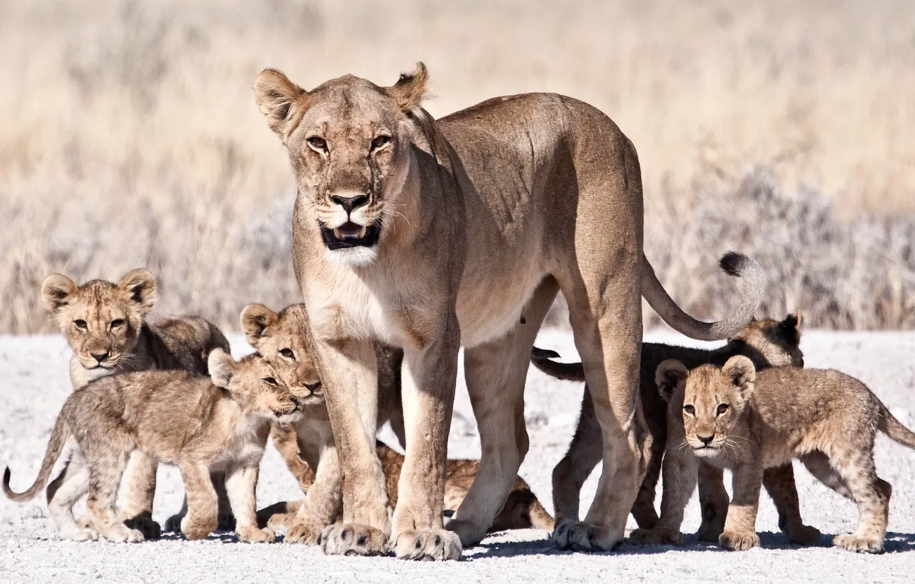 Фото обои animals, lions, wildlife, big cats, cubs