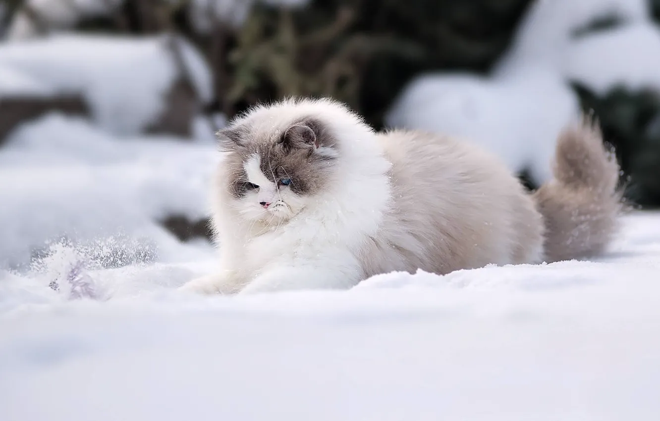 Фото обои зима, кошка, снег, пушистая, Рэгдолл