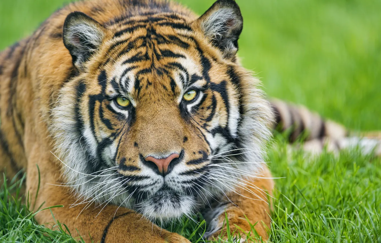 Фото обои трава, взгляд, морда, тигр, ©Tambako The Jaguar, суматранский
