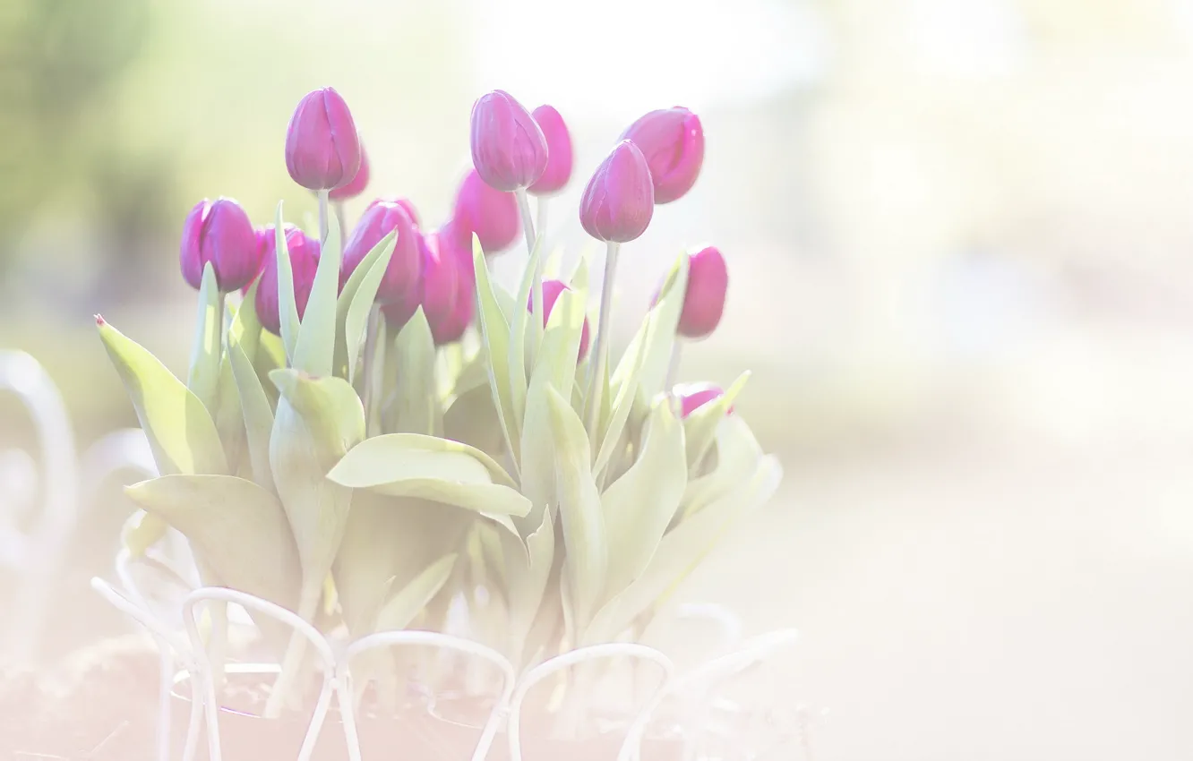 Фото обои макро, цветы, тюльпаны