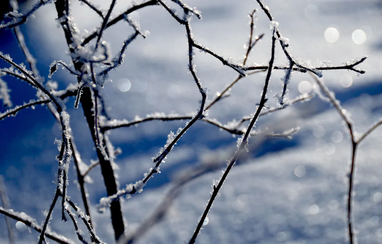 Фото обои зима, иней, снег, снежинки, ветки, блики, мороз, холодно