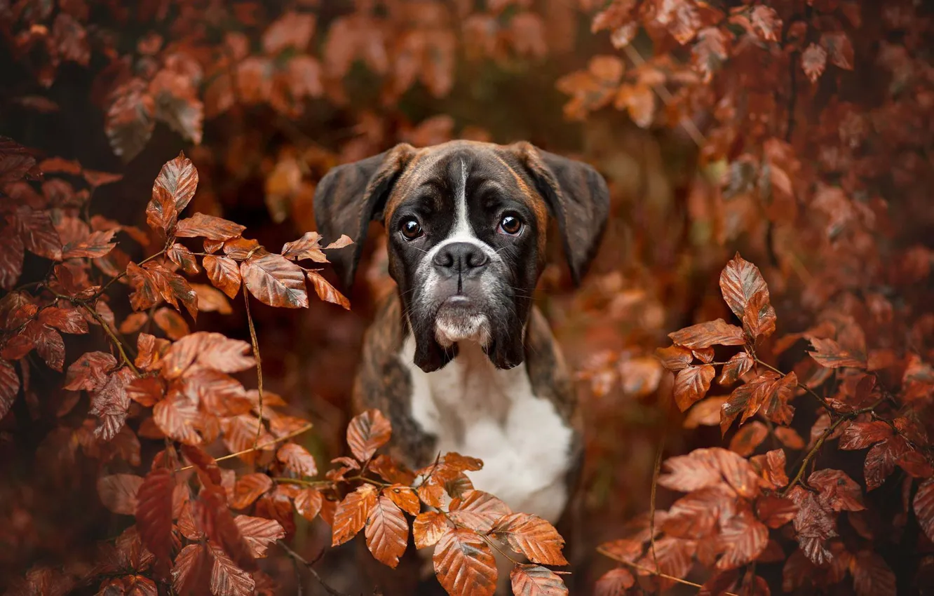 Фото обои осень, взгляд, морда, листья, ветки, портрет, собака, Боксёр