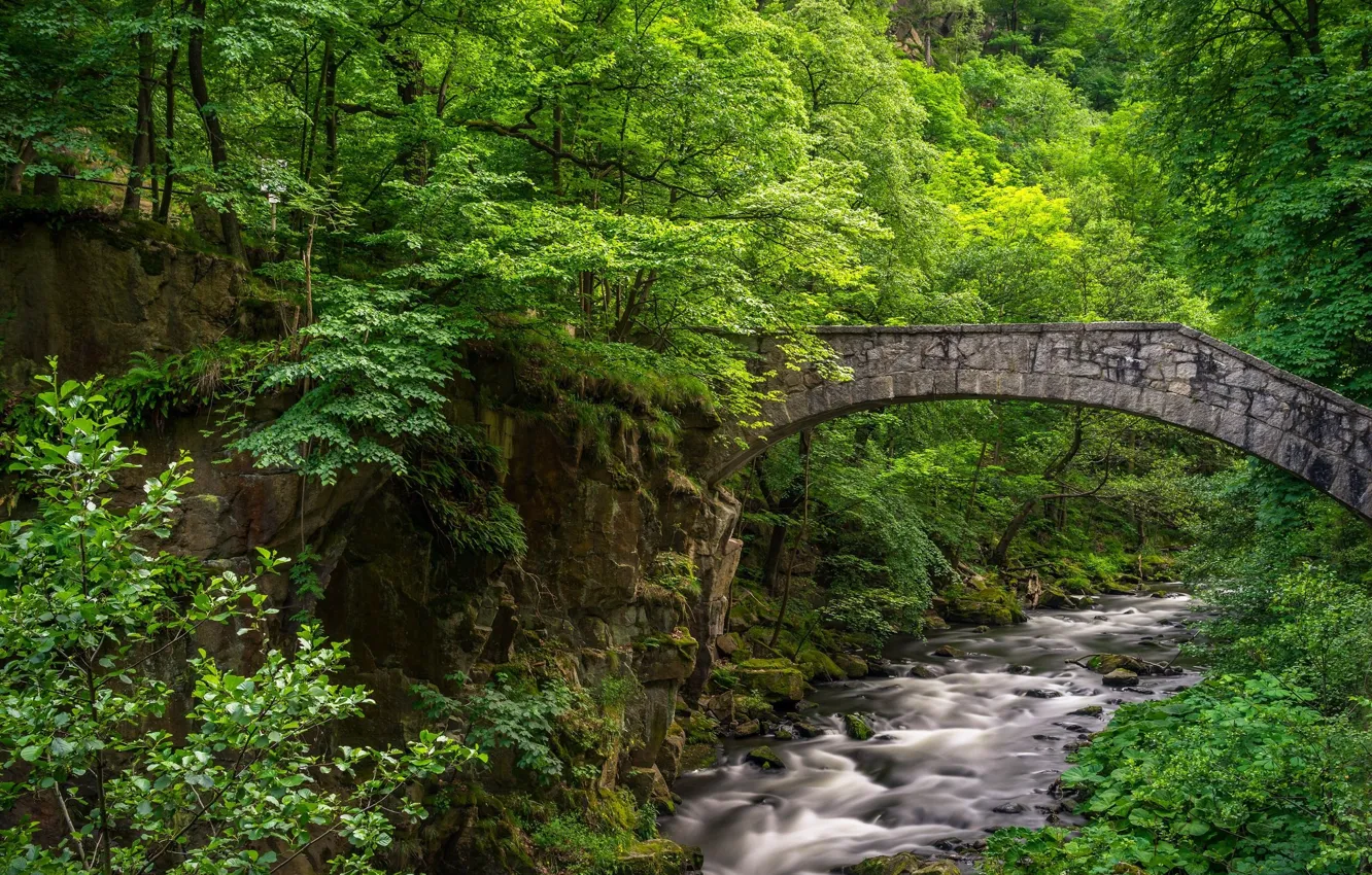 Фото обои зелень, лес, мост, ручей