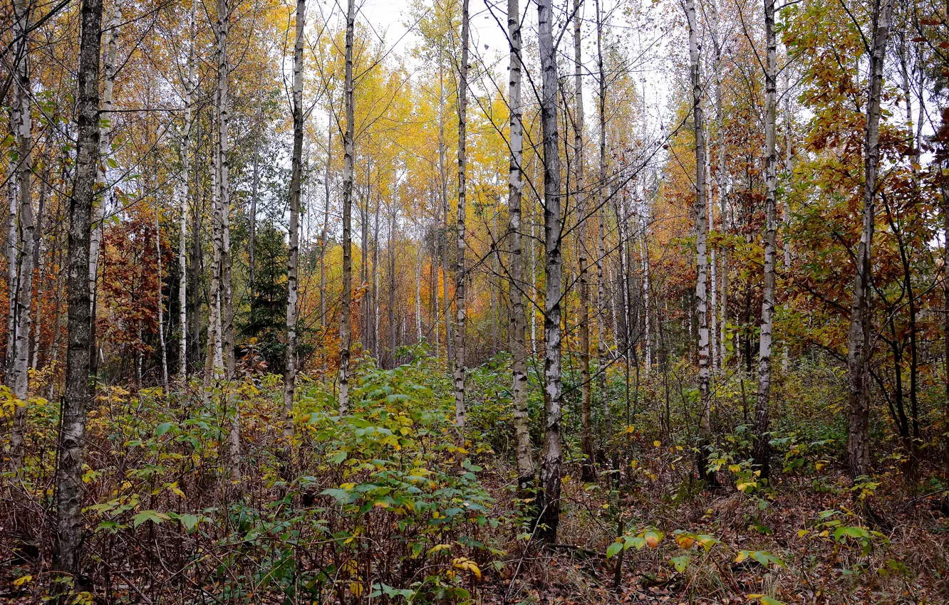 Фото обои осень, лес, природа, настроение