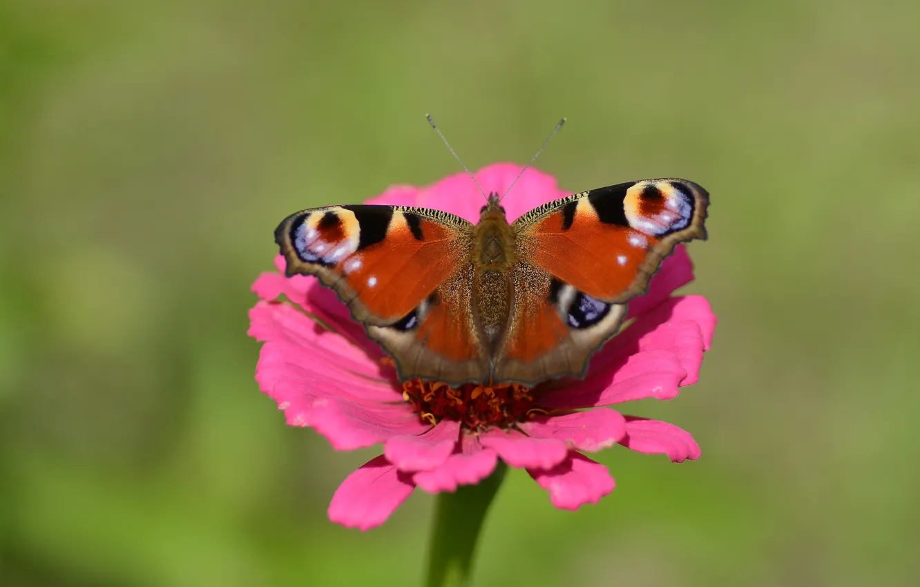 Фото обои цветок, природа, бабочка, павлиний глаз