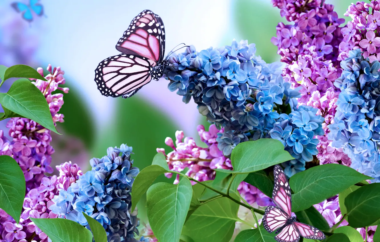 Фото обои природа, коллаж, бабочка, весна, сирень, соцветие