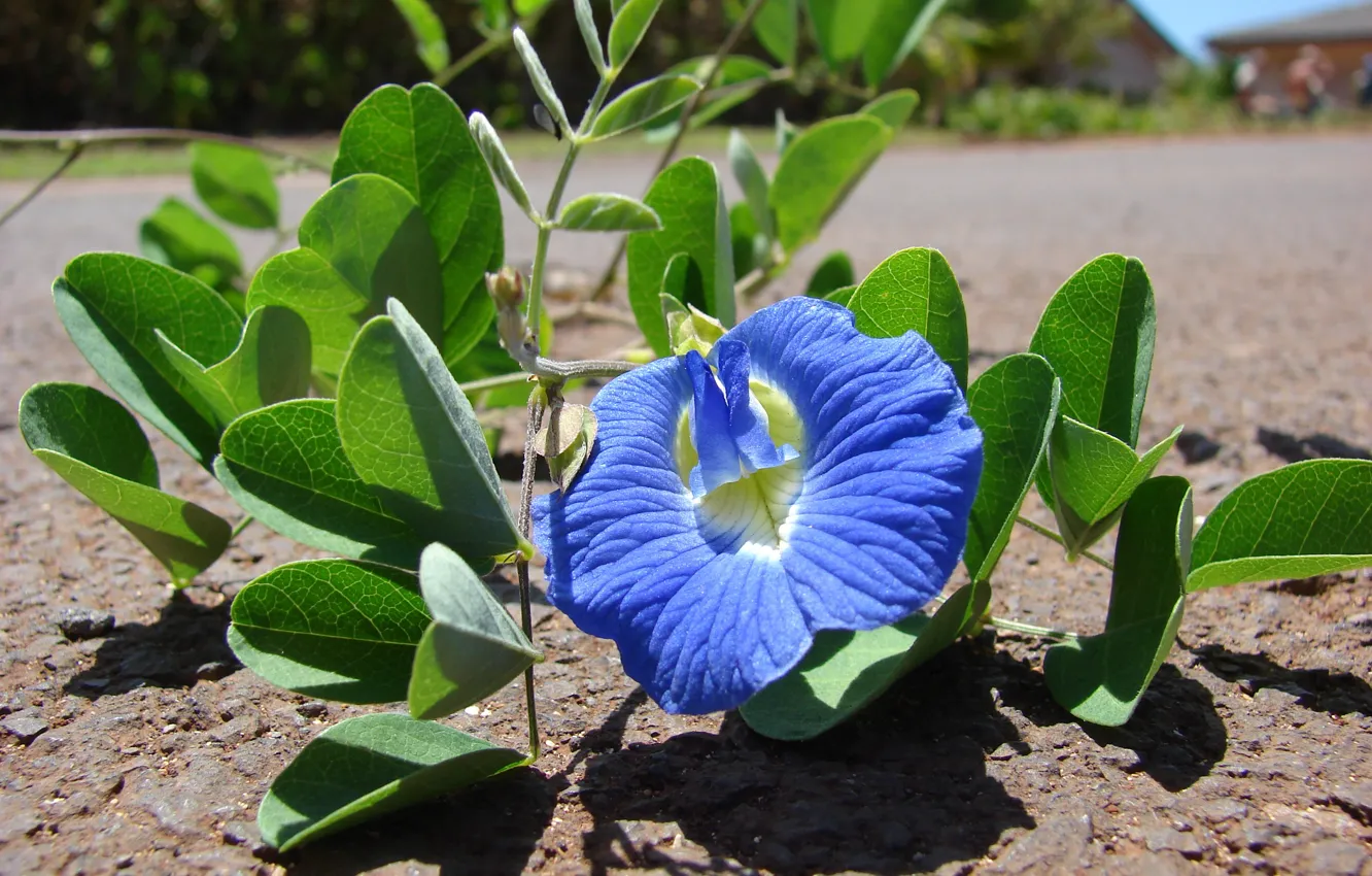 Фото обои цветы, Китай, Тибет, листочки, Clitoria ternatea, Анчан, цветок синего чая-Чанг Шу