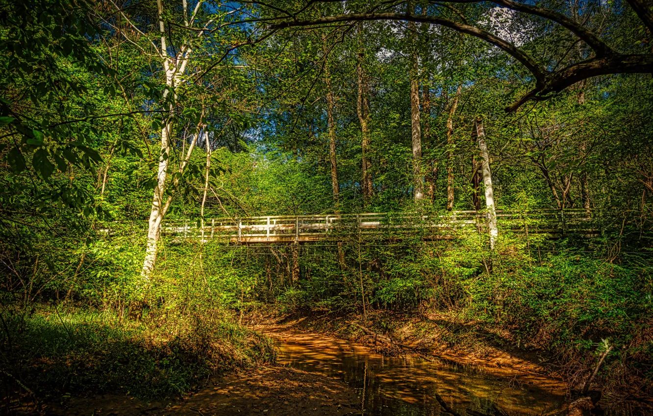 Фото обои зелень, лес, солнце, деревья, ветки, мост, ручей, листва