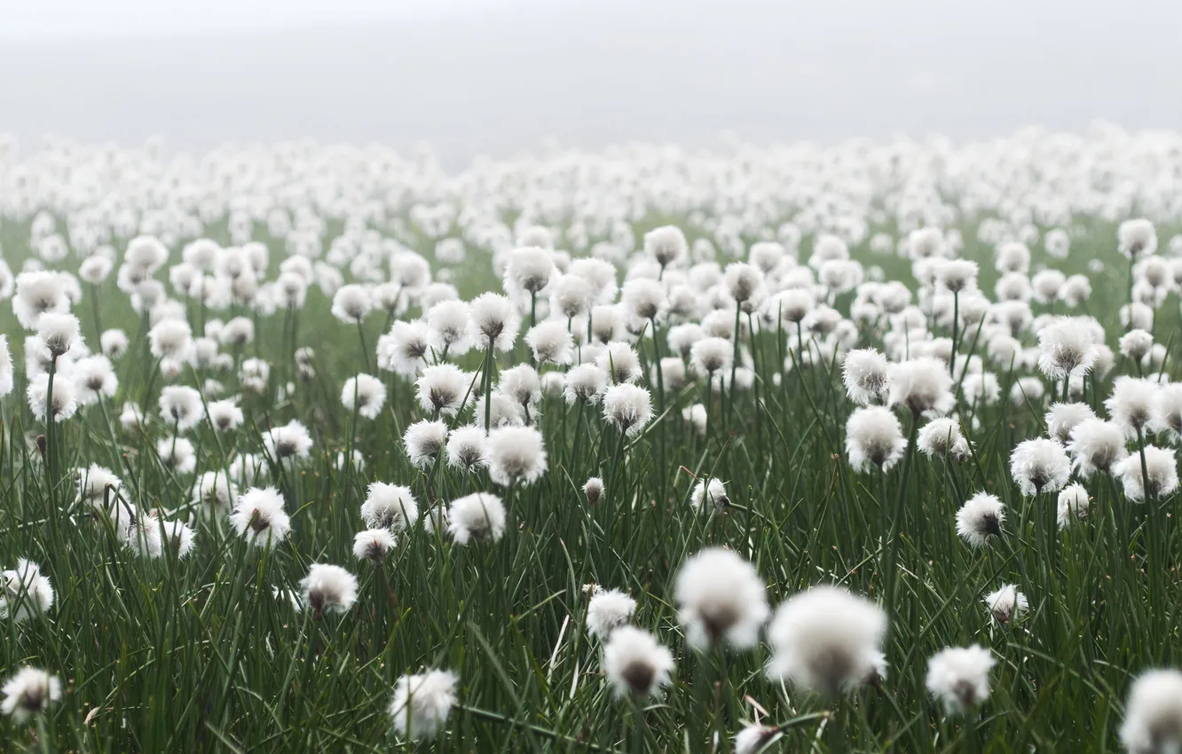 Фото обои туман, поляна, лук, пушистые, белые, цвеки