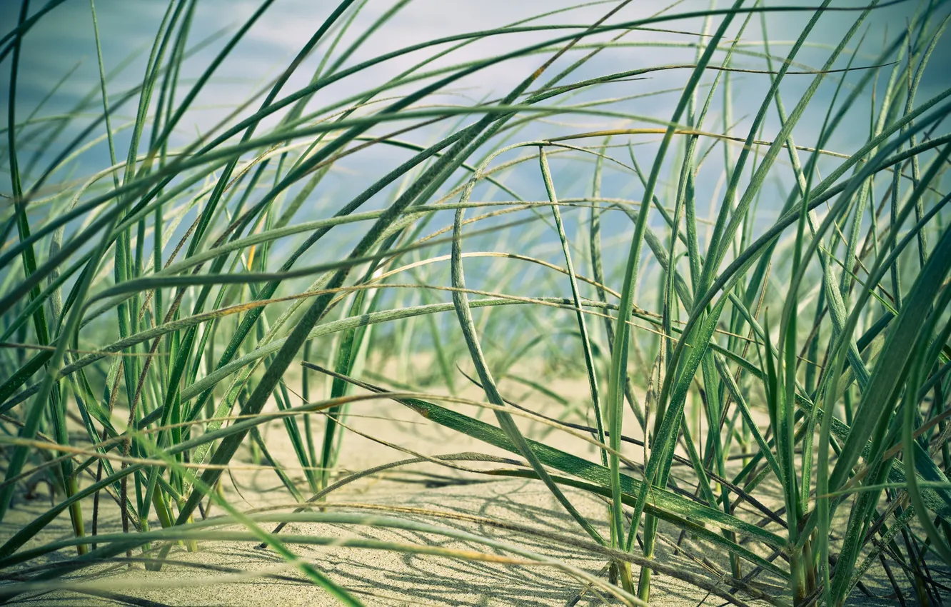 Фото обои песок, трава, макро, природа, ростки, nature, macro, кустарники