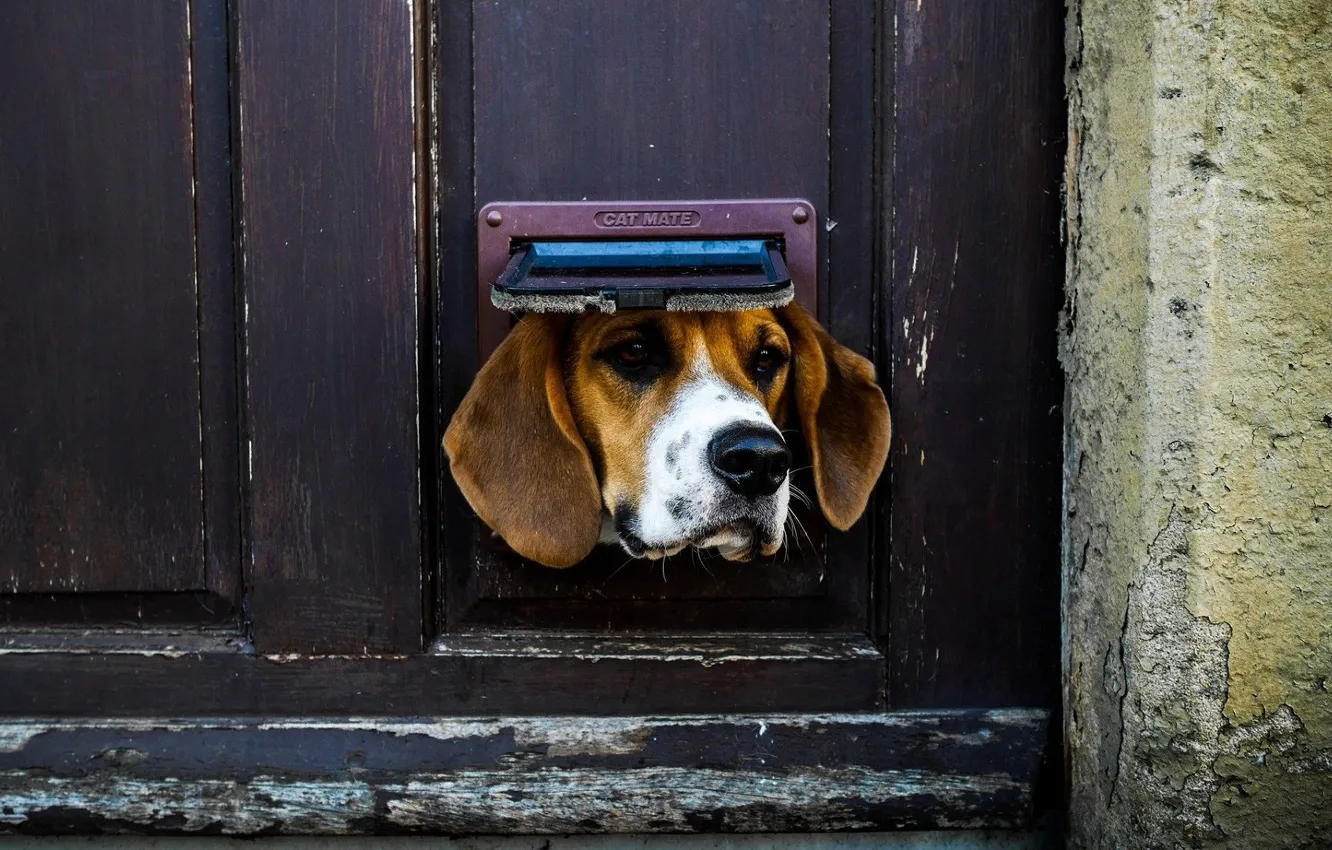 Фото обои Dog, animal, situation, door, ears, nose, muzzle