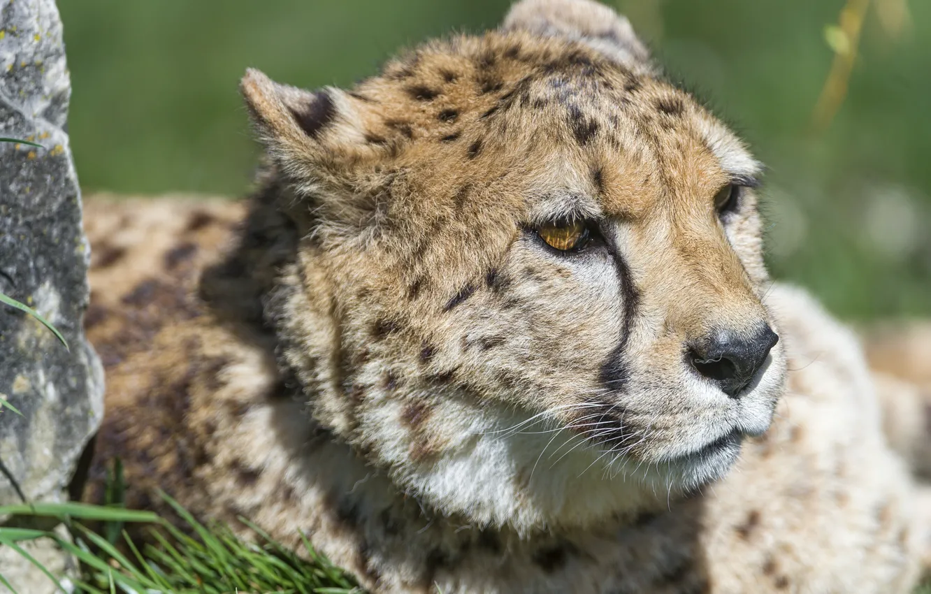 Фото обои кошка, морда, гепард, ©Tambako The Jaguar