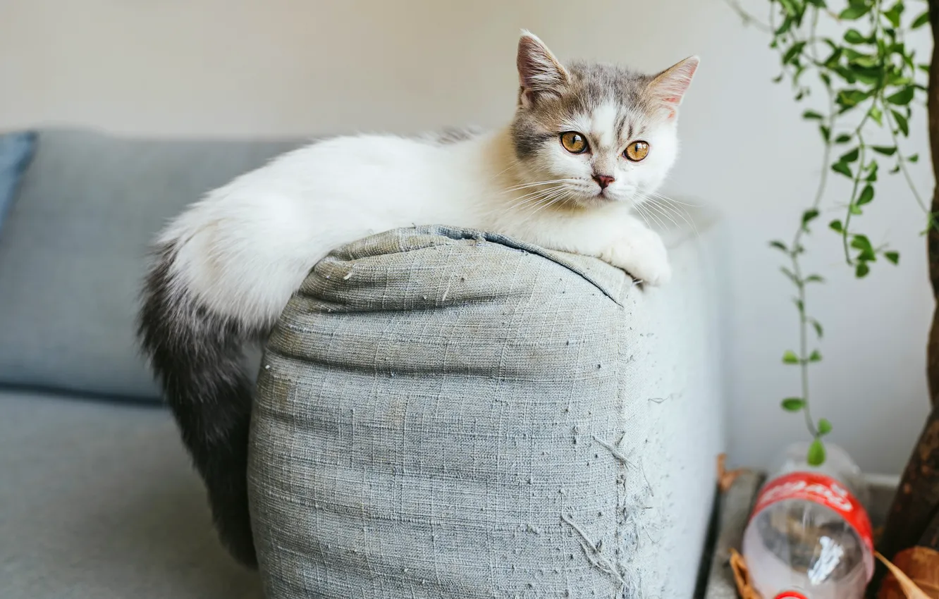 Фото обои кошка, взгляд, котенок, комната, диван, ткань, нитки, когтеточка