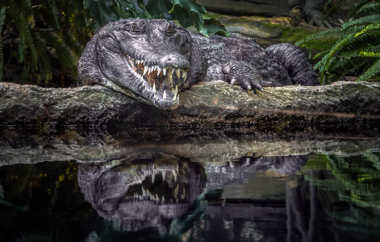 Фото обои отражение, хищник, зубы, крокодил, пасть