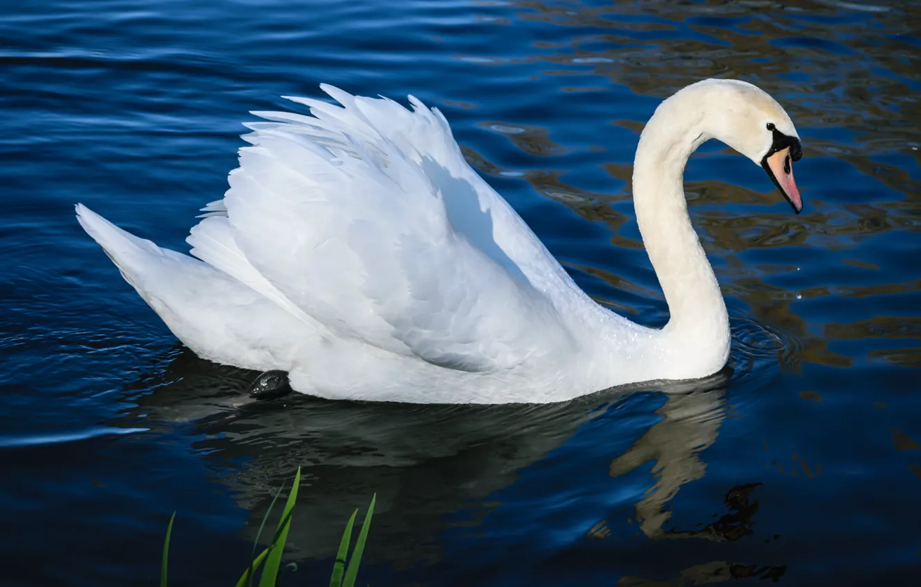 Фото обои белый, вода, озеро, пруд, птица, крылья, рябь, профиль