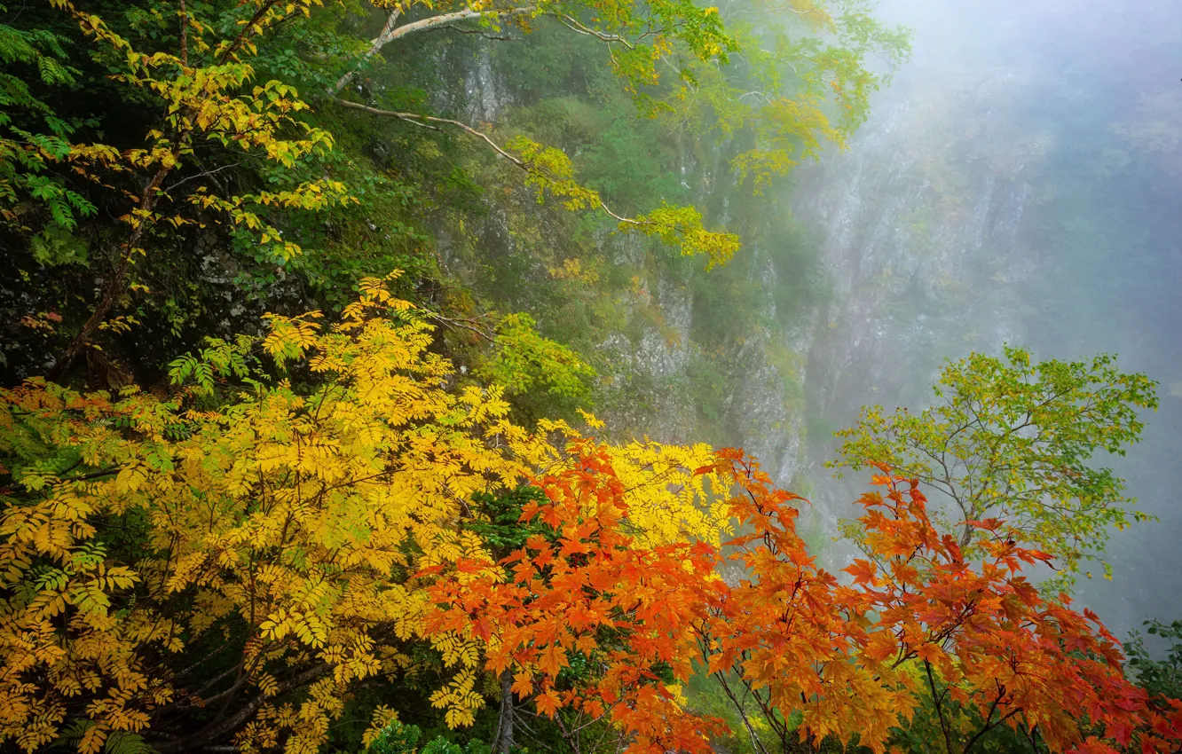 Фото обои осень, туман, листва, краски осени, дереьвя