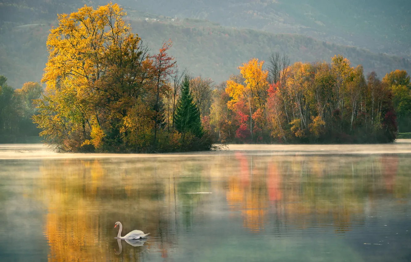 Фото обои осень, озеро, лебедь