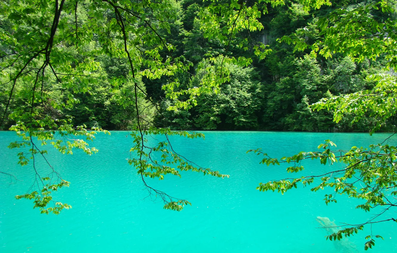 Фото обои зелень, листья, вода, деревья, ветки, природа, озеро, ветви
